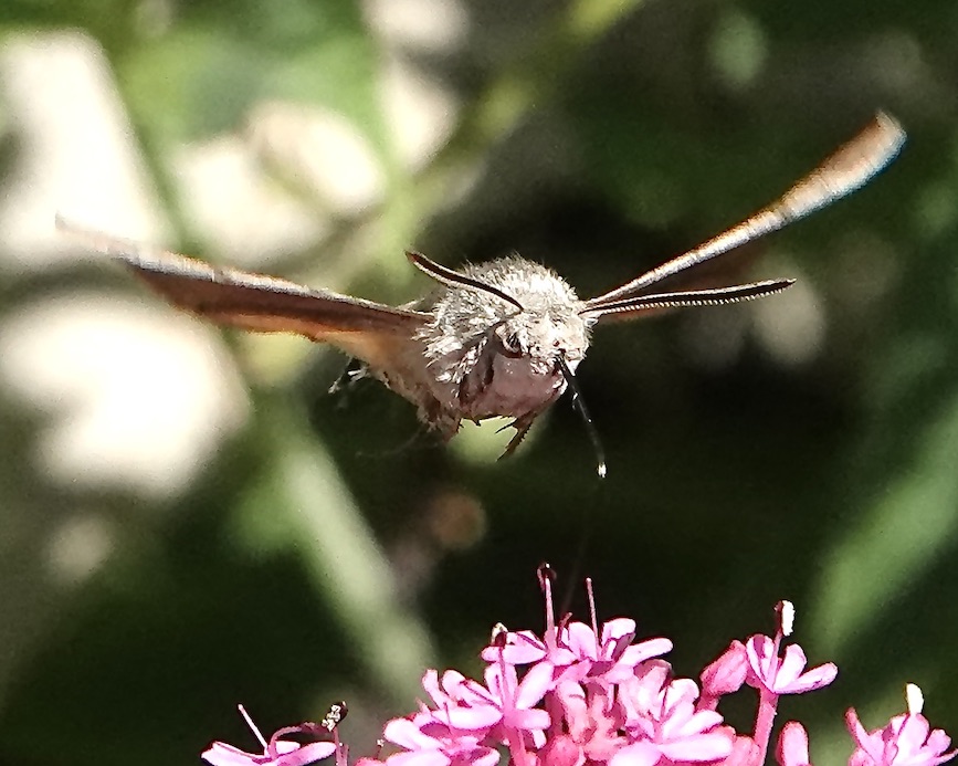 hummingbird hawkmoth